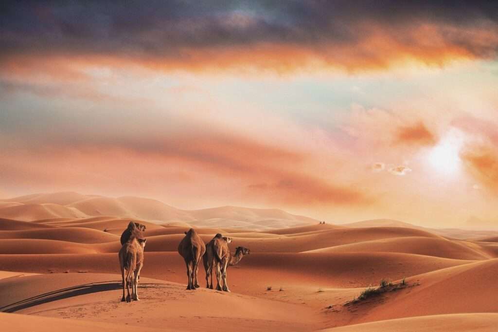 landscape, desert, camels