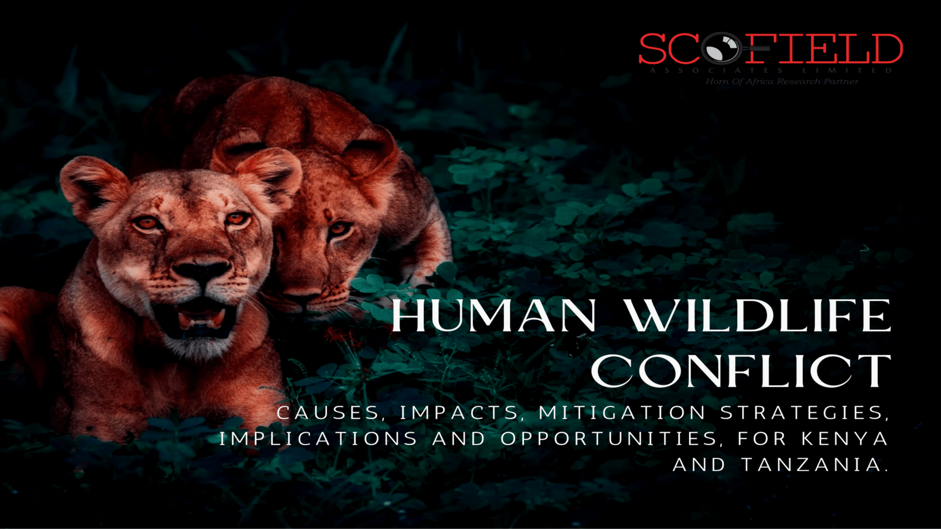 Cover Image for the Human Wildlife Conflict Article - Scofield Associates